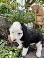 Dash, a male Miniature Aussiedoodle for sale in Huntsville, IL – 5 of 8