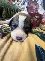 Asher, a male Great Pyrenees for sale in Huntsville, IL – 8 of 9