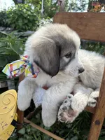Wilson, a male Great Pyrenees for sale in Huntsville, IL – 7 of 10