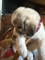 Jinx, a male Great Pyrenees for sale in Huntsville, IL – 2 of 8