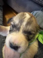 Yates, a male Great Pyrenees for sale in Huntsville, IL – 2 of 8