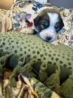 Theo, a male Great Pyrenees for sale in Huntsville, IL – 5 of 8