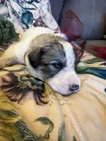 Asher, a male Great Pyrenees for sale in Huntsville, IL – 6 of 9