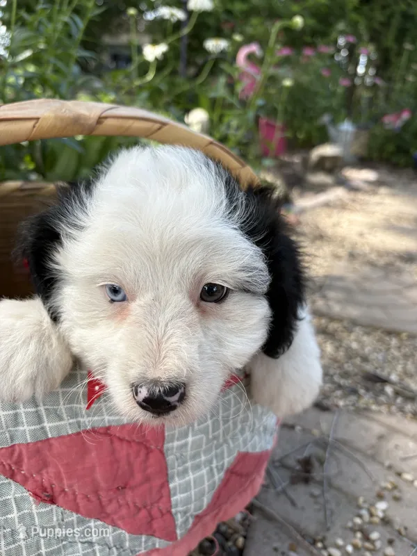 Dash – Miniature Aussiedoodle puppy for sale in Huntsville, IL