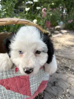 Dash, a male Miniature Aussiedoodle for sale in Huntsville, IL – 1 of 8