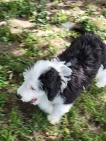 Oliver, a male Miniature Aussiedoodle for sale in Huntsville, IL – 6 of 6