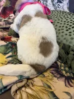 Maggie-Grace, a female Great Pyrenees for sale in Huntsville, IL – 4 of 7