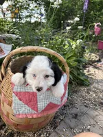 Dash, a male Miniature Aussiedoodle for sale in Huntsville, IL – 4 of 8