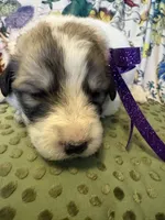 Jane, a female Great Pyrenees for sale in Huntsville, IL – 7 of 9