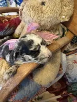 Lilly-Belle, a female Miniature Aussiedoodle for sale in Huntsville, IL – 4 of 10