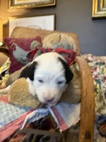 Granger , a male Miniature Aussiedoodle for sale in Huntsville, IL – 3 of 10