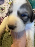 Keeper, a male Great Pyrenees for sale in Huntsville, IL – 4 of 10