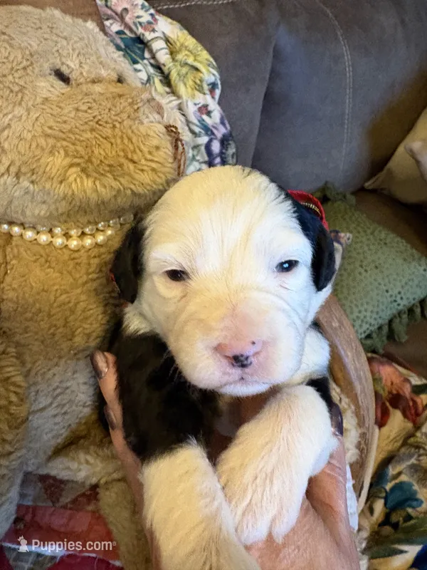 Granger , a male Miniature Aussiedoodle for sale in Huntsville, IL – 1 of 10