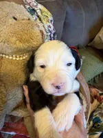 Granger , a male Miniature Aussiedoodle for sale in Huntsville, IL – 1 of 10
