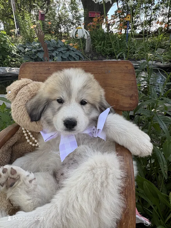 Ansley – Great Pyrenees puppy for sale in Huntsville, IL