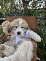 Ansley, a female Great Pyrenees for sale in Huntsville, IL – 1 of 7