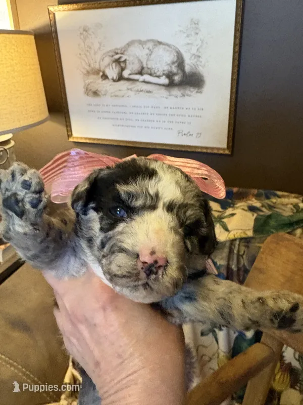 Lilly-Belle – Miniature Aussiedoodle puppy for sale in Huntsville, IL