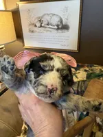 Lilly-Belle, a female Miniature Aussiedoodle for sale in Huntsville, IL – 1 of 10