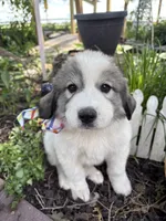 Wilson, a male Great Pyrenees for sale in Huntsville, IL – 10 of 10