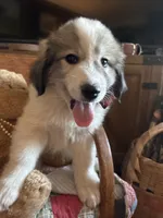Jinx, a male Great Pyrenees for sale in Huntsville, IL – 3 of 8