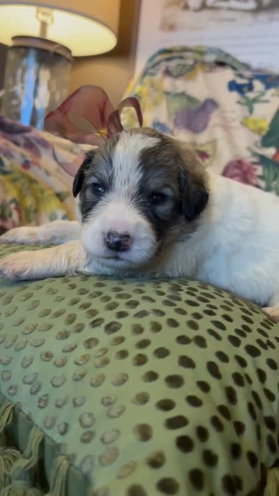 Asher, a male Great Pyrenees for sale in Huntsville, IL – 5 of 9