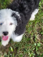 Oliver, a male Miniature Aussiedoodle for sale in Huntsville, IL – 2 of 6