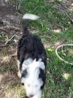 Oliver, a male Miniature Aussiedoodle for sale in Huntsville, IL – 5 of 6