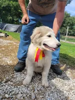 Gus, a male Great Pyrenees for sale in Huntsville, IL – 5 of 5