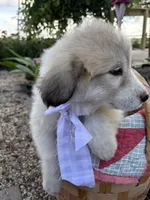 Ansley, a female Great Pyrenees for sale in Huntsville, IL – 7 of 7