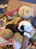 Granger , a male Miniature Aussiedoodle for sale in Huntsville, IL – 9 of 10