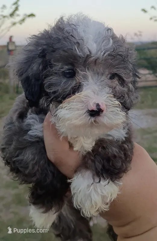 Male #1  small mini – Miniature Bernedoodle puppy for sale in Branson, MO