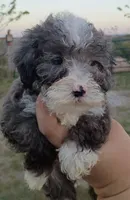 Male #1  small mini, a male Miniature Bernedoodle for sale in Branson, MO – 1 of 3