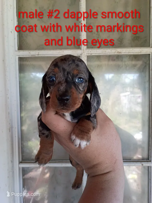 Rex – Miniature Dachshund puppy for sale in Branson, MO