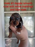 Rex, a male Miniature Dachshund for sale in Branson, MO – 1 of 3