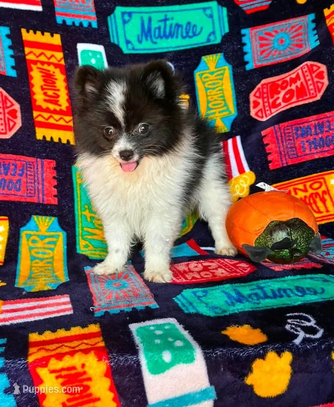 Skunk – Pomeranian puppy for sale in Branson, MO
