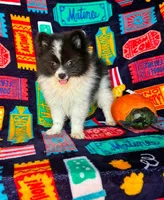 Skunk, a male Pomeranian for sale in Branson, MO – 1 of 3