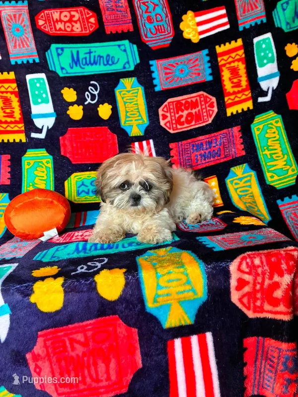 Buster – Shih Tzu puppy for sale in Branson, MO
