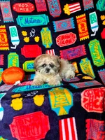 Buster, a male Shih Tzu for sale in Branson, MO – 1 of 3