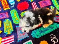 Jarvis, a male Cockapoo for sale in Branson, MO – 2 of 3