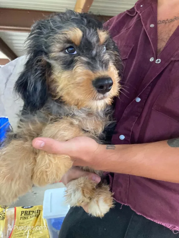 Standard bernedoodle – Bernedoodle puppy for sale in Branson, MO