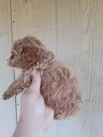 Rory, a male Cockapoo for sale in Branson, MO – 2 of 3