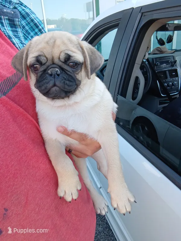 Frank the tank – Pug puppy for sale in Branson, MO