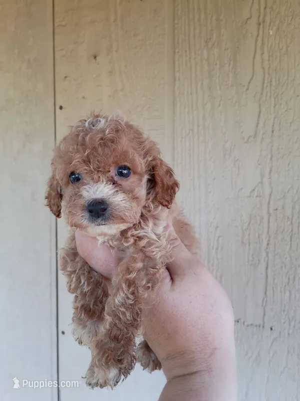 Rory – Cockapoo puppy for sale in Branson, MO