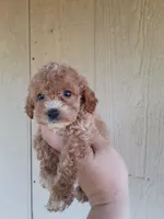 Rory, a male Cockapoo for sale in Branson, MO – 1 of 3