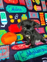 Baxter, a male Brussels Griffon for sale in Branson, MO – 2 of 2