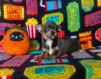 Edwardo, a male Chihuahua for sale in Branson, MO – 2 of 3