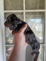 Rex, a male Miniature Dachshund for sale in Branson, MO – 2 of 3