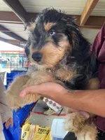 Standard bernedoodle, a male Bernedoodle for sale in Branson, MO – 2 of 2