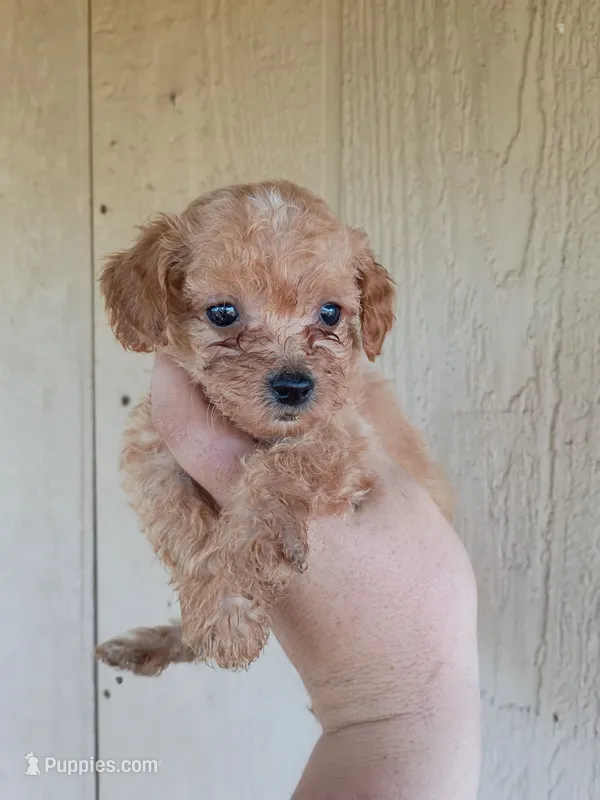 Rollo – Cockapoo puppy for sale in Branson, MO