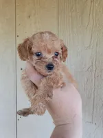 Rollo, a male Cockapoo for sale in Branson, MO – 1 of 1